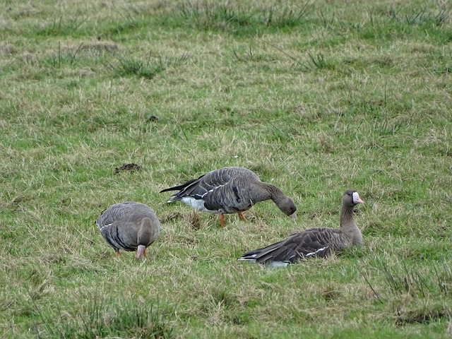 他们赢得胜 他们赢得胜